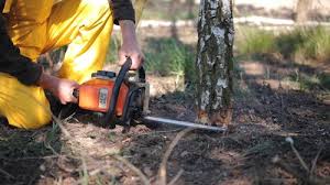 Trusted Paterson, NJ Tree Care Services Experts