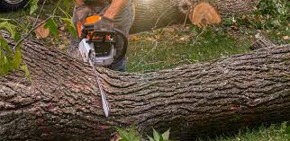 How Our Tree Care Process Works  in  Paterson, NJ